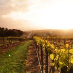 Taylors-Estate-Vineyard