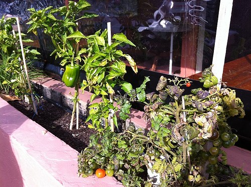 The Groper and His Wife, Veggie Patch